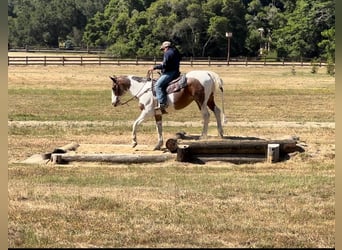 American Paint Horse, Gelding, 15 years, 15 hh, Tobiano-all-colors