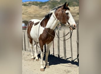 American Paint Horse, Gelding, 15 years, 15 hh, Tobiano-all-colors