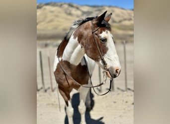 American Paint Horse, Gelding, 15 years, 15 hh, Tobiano-all-colors