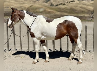 American Paint Horse, Gelding, 15 years, 15 hh, Tobiano-all-colors