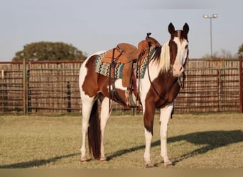American Paint Horse, Gelding, 15 years, 15 hh, Tobiano-all-colors