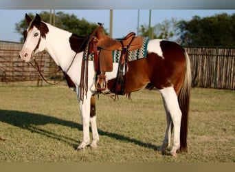 American Paint Horse, Gelding, 15 years, 15 hh, Tobiano-all-colors