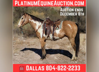 American Paint Horse, Gelding, 16 years, 15.1 hh, Overo-all-colors