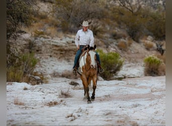 American Paint Horse, Gelding, 16 years, 15.1 hh, Overo-all-colors