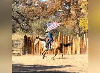 American Paint Horse, Gelding, 16 years, 15.1 hh, Overo-all-colors