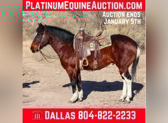 American Paint Horse, Gelding, 16 years, Bay