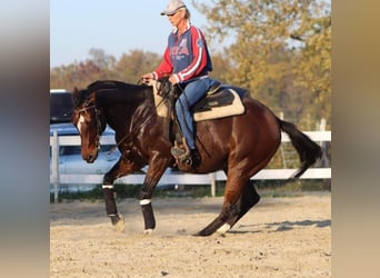 American Paint Horse, Gelding, 17 years, Bay