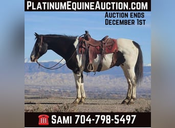 American Paint Horse, Gelding, 17 years, Tobiano-all-colors