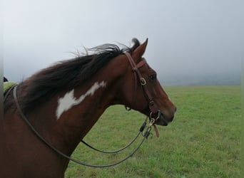 American Paint Horse, Gelding, 18 years, 13.3 hh, Overo-all-colors