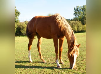 American Paint Horse, Gelding, 1 year, 14.1 hh, Chestnut-Red