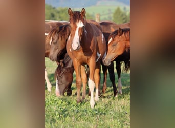 American Paint Horse, Gelding, 1 year, 14.2 hh, Overo-all-colors