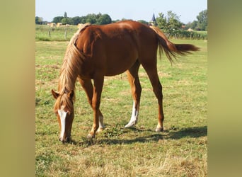 American Paint Horse, Gelding, 1 year, 15.1 hh, Chestnut-Red