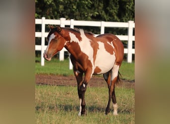 American Paint Horse Mix, Gelding, 1 year, 15.1 hh, Tobiano-all-colors