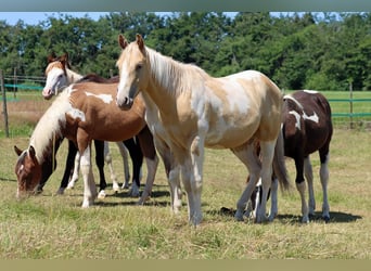 American Paint Horse, Gelding, 1 year, 15 hh, Champagne