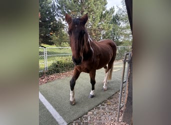 American Paint Horse Mix, Gelding, 20 years, 16 hh, Pinto