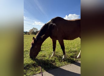 American Paint Horse Mix, Gelding, 20 years, 16 hh, Pinto