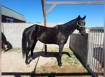 American Paint Horse, Gelding, 20 years, Black