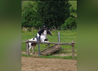 American Paint Horse, Gelding, 22 years, 15 hh, Tobiano-all-colors