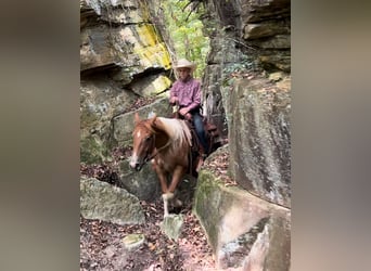 American Paint Horse, Gelding, 2 years, 14 hh, Pinto