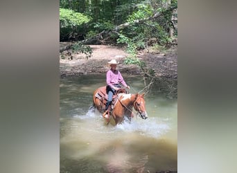 American Paint Horse, Gelding, 2 years, 14 hh, Pinto