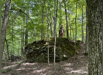 American Paint Horse, Gelding, 2 years, 14 hh, Pinto