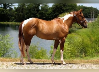 American Paint Horse, Gelding, 2 years, 14 hh, Pinto