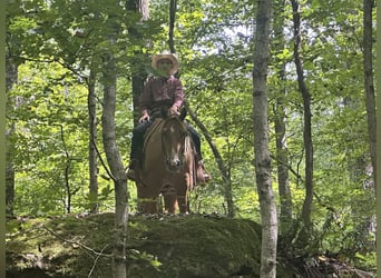 American Paint Horse, Gelding, 2 years, 14 hh, Pinto