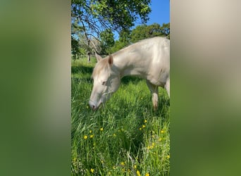 American Paint Horse, Gelding, 2 years, 14,1 hh