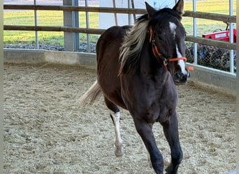 American Paint Horse, Gelding, 2 years, 15.1 hh, Buckskin
