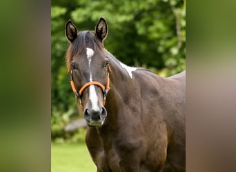 American Paint Horse, Gelding, 2 years, 15.1 hh, Buckskin