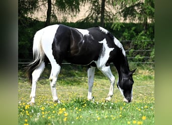 American Paint Horse, Gelding, 2 years, 15.3 hh, Tovero-all-colors