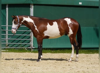 American Paint Horse, Gelding, 2 years, 15 hh, Overo-all-colors