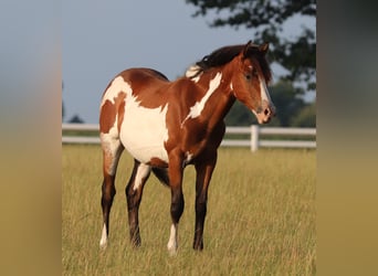 American Paint Horse Mix, Gelding, 2 years, 15,1 hh, Tobiano-all-colors