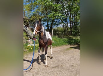 American Paint Horse, Gelding, 2 years, Overo-all-colors