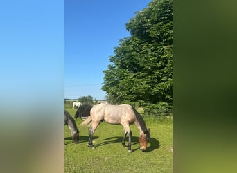 American Paint Horse, Gelding, 2 years, Roan-Bay