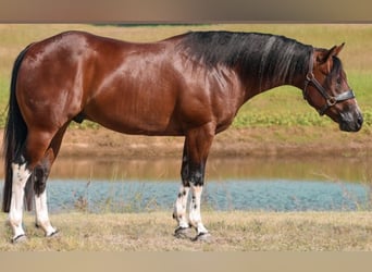 American Paint Horse, Gelding, 3 years, 14.1 hh, Tobiano-all-colors