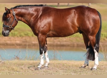 American Paint Horse, Gelding, 3 years, 14.1 hh, Tobiano-all-colors