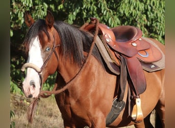 American Paint Horse Mix, Gelding, 3 years, 14.2 hh, Bay-Dark