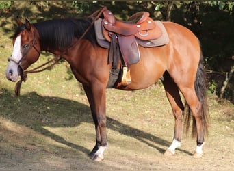 American Paint Horse Mix, Gelding, 3 years, 14.2 hh, Bay-Dark