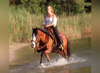 American Paint Horse Mix, Gelding, 3 years, 14.2 hh, Bay-Dark
