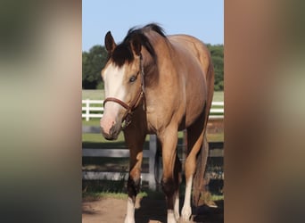 American Paint Horse Mix, Gelding, 3 years, 14.2 hh, Buckskin