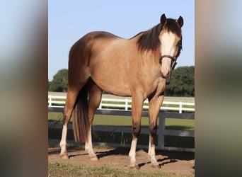 American Paint Horse Mix, Gelding, 3 years, 14.2 hh, Buckskin