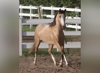 American Paint Horse Mix, Gelding, 3 years, 14.2 hh, Buckskin