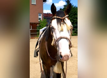 American Paint Horse, Gelding, 3 years, 14.2 hh, Overo-all-colors