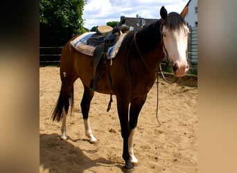 American Paint Horse, Gelding, 3 years, 14.2 hh, Overo-all-colors