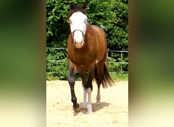 American Paint Horse, Gelding, 3 years, 14.2 hh, Overo-all-colors