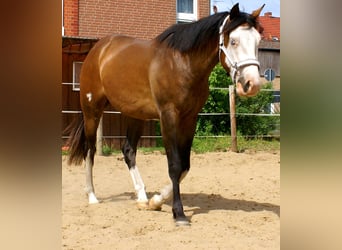 American Paint Horse, Gelding, 3 years, 14.2 hh, Overo-all-colors