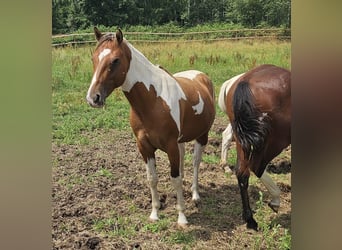 American Paint Horse, Gelding, 3 years, 14.3 hh, Pinto