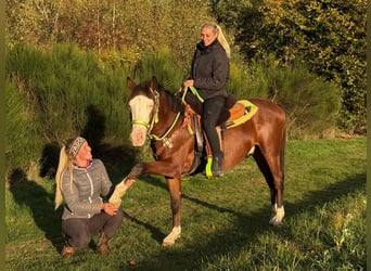 American Paint Horse, Gelding, 3 years, 14 hh, Pinto