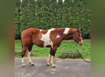 American Paint Horse, Gelding, 3 years, 14 hh, Tobiano-all-colors